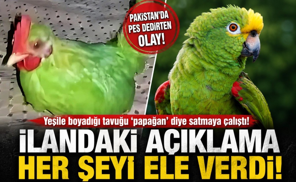 Pakistan’da “Papağan” Diye Satılmaya Çalışılan Yeşil Tavuk Sosyal Medyayı Güldürdü